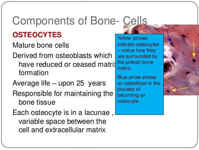 Development,structure and organization of bone Development,structure and organization of bone