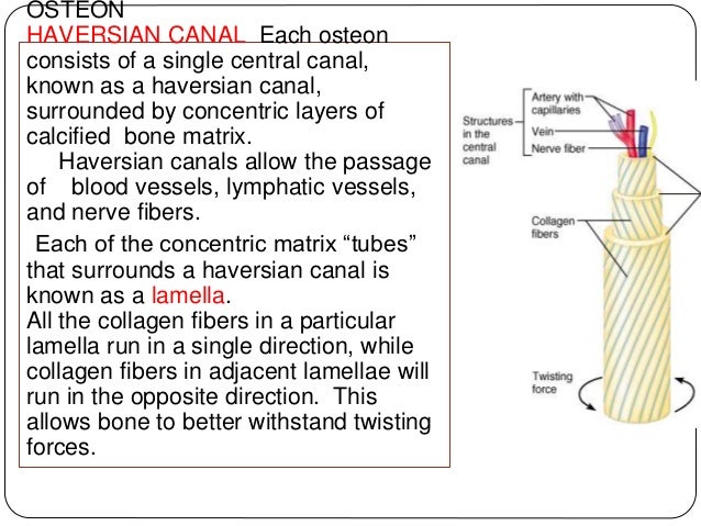 Development,structure and organization of bone
