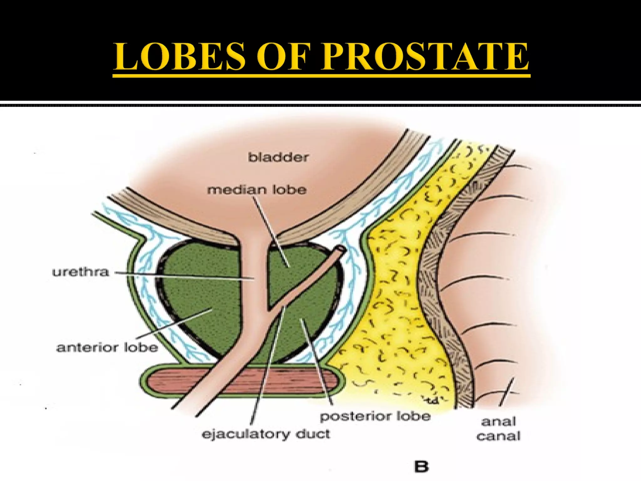 Prostate Development Development & structure of prostate By Dr. Tatheer | PPT