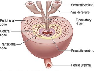 Prostate Development Development & structure of prostate By Dr. Tatheer | PPT