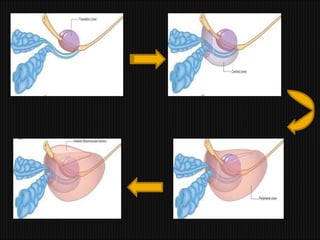 Prostate Development Development & structure of prostate By Dr. Tatheer | PPT