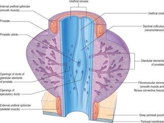 Prostate Development Development & structure of prostate By Dr. Tatheer | PPT