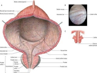 Prostate Development Development & structure of prostate By Dr. Tatheer | PPT