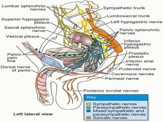 Prostate Development Development & structure of prostate By Dr. Tatheer | PPT