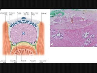 Prostate Development Development & structure of prostate By Dr. Tatheer | PPT
