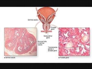Prostate Development Development & structure of prostate By Dr. Tatheer | PPT