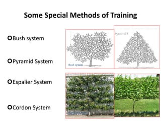 Some Special Methods of Training
Bush system
Pyramid System
Espalier System
Cordon System
Bush system
Espalier system Cordon system
 
