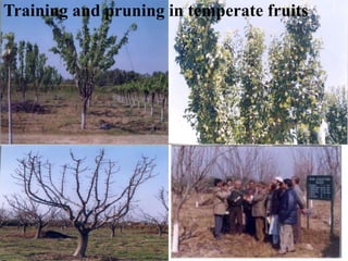 Training and pruning in temperate fruits
 