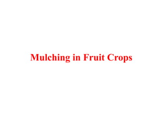Mulching in Fruit Crops
 