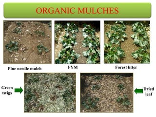 Pine needle mulch FYM Forest litter
Green
twigs
Dried
leaf
ORGANIC MULCHES
 