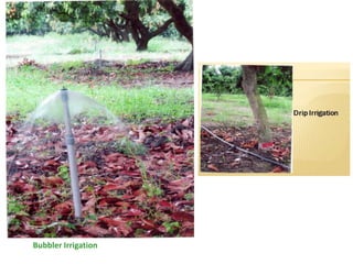 Bubbler Irrigation
 