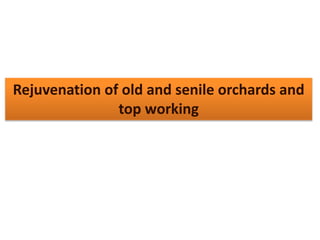 Rejuvenation of old and senile orchards and
top working
 