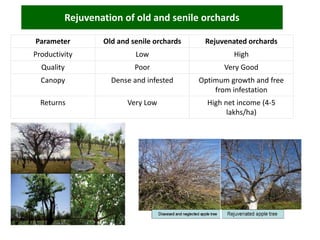 Rejuvenation of old and senile orchards
Parameter Old and senile orchards Rejuvenated orchards
Productivity Low High
Quality Poor Very Good
Canopy Dense and infested Optimum growth and free
from infestation
Returns Very Low High net income (4-5
lakhs/ha)
Rejuvenation of almond Rejuvenation of apple
 