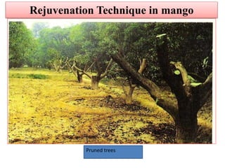 Pruned trees
Rejuvenation Technique in mango
 