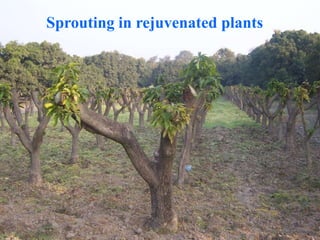 Sprouting in rejuvenated plants
 