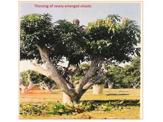 Thinning of newly emerged shoots
 