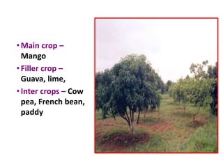 •Main crop –
Mango
•Filler crop –
Guava, lime,
•Inter crops – Cow
pea, French bean,
paddy
 