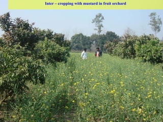 Inter-cropping with mustard
Inter – cropping with mustard in fruit orchard
 