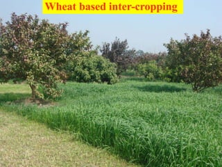 Wheat based inter-cropping
 