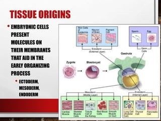 TISSUE ORIGINS
•EMBRYONIC CELLS
PRESENT
MOLECULES ON
THEIR MEMBRANES
THAT AID IN THE
EARLY ORGANIZING
PROCESS
• ECTODERM,
MESODERM,
ENDODERM
 