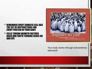 • REMEMBER EVERY SOMATIC CELL HAS
THE SET OF INSTRUCTIONS FOR
EVERY PROTEIN IN YOUR BODY.
• CELLS THROW GROWTH FACTORS
BACK AND FORTH TURNING GENES ON
AND OFF.
Your body works through extraordinary
teamwork
 
