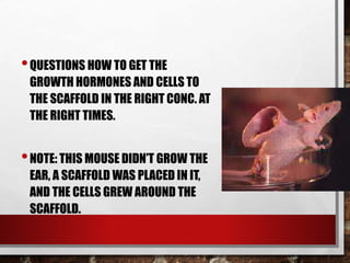 •QUESTIONS HOW TO GET THE
GROWTH HORMONES AND CELLS TO
THE SCAFFOLD IN THE RIGHT CONC. AT
THE RIGHT TIMES.
•NOTE: THIS MOUSE DIDN’T GROW THE
EAR, A SCAFFOLD WAS PLACED IN IT,
AND THE CELLS GREW AROUND THE
SCAFFOLD.
 