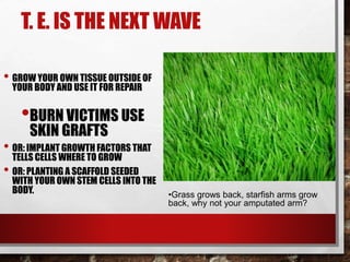 T. E. IS THE NEXT WAVE
• GROW YOUR OWN TISSUE OUTSIDE OF
YOUR BODY AND USE IT FOR REPAIR
•BURN VICTIMS USE
SKIN GRAFTS
• OR: IMPLANT GROWTH FACTORS THAT
TELLS CELLS WHERE TO GROW
• OR: PLANTING A SCAFFOLD SEEDED
WITH YOUR OWN STEM CELLS INTO THE
BODY. •Grass grows back, starfish arms grow
back, why not your amputated arm?
 