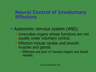 Neural Control of Involuntary Effectors ,[object Object],[object Object],[object Object],[object Object],www.freelivedoctor.com 