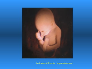 Le foetus à 6 mois : impressionnant