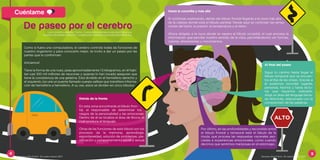 De paseo por el cerebro
Como si fuera una computadora, el cerebro controla todas las funciones de
nuestro organismo y para conocerlo mejor, te invito a dar un paseo por las
partes que lo conforman:
¡Iniciamos!
Tiene la forma de una nuez, pesa aproximadamente 1.5 kilogramos, en él habi-
tan casi 100 mil millones de neuronas y quienes lo han tocado aseguran que
tiene la consistencia de una gelatina. Está dividido en el hemisferio derecho y
el izquierdo, los une un puente llamado cuerpo calloso que transﬁere informa-
ción de hemisferio a hemisferio. A su vez, estos se dividen en cinco lóbulos:
Detrás de la frente
En esta zona encontrarás al lóbulo fron-
tal, el responsable de determinar los
rasgos de la personalidad y las emociones.
Dentro de él se localiza el área de Broca, el
cual produce el lenguaje.
Otras de las funciones de este lóbulo son los
procesos de la memoria, aprendizaje,
espontaneidad, solución de problemas, pla-
niﬁcación y comportamiento social y sexual.
Por último, en las profundidades y escondido entre
el lóbulo frontal y temporal está el lóbulo de la
ínsula, que procesa las respuestas viscerales aso-
ciadas a experiencias emocionales, como cuando
decimos que sentimos mariposas en el estómago.
Al ﬁnal del paseo
Sigue tu camino hasta llegar al
lóbulo temporal que se encuen-
tra arriba de las orejas. Gracias a
él podemos recordar lugares,
personas, hechos y hasta lectu-
ras que hayamos realizado.
Aloja un área del lenguaje llama-
da Wernicke, relacionado con la
comprensión de las palabras.
ALTO
Hasta la coronilla y más allá
Si continúas explorando, detrás del lóbulo frontal llegarás a la zona más alta
de la cabeza donde está el lóbulo parietal. Desde aquí se controlan las sensa-
ciones del tacto, la presión, la temperatura y el dolor.
Ahora dirígete a la nuca donde te espera el lóbulo occipital, el cual procesa la
información que percibe nuestro sentido de la vista, permitiéndonos ver formas,
colores, dimensiones y movimientos.
Lucía Amelia Ledesma Torres / lucia.ledesma@neurociencias30dias.org
Ariadne Hernández Sánchez / ariadne.hernandez@neurociencias30dias.org
Deveras Año 8 Núm. 34, enero-marzo 2017Deveras Año 8 Núm. 34, enero-marzo 2017
 