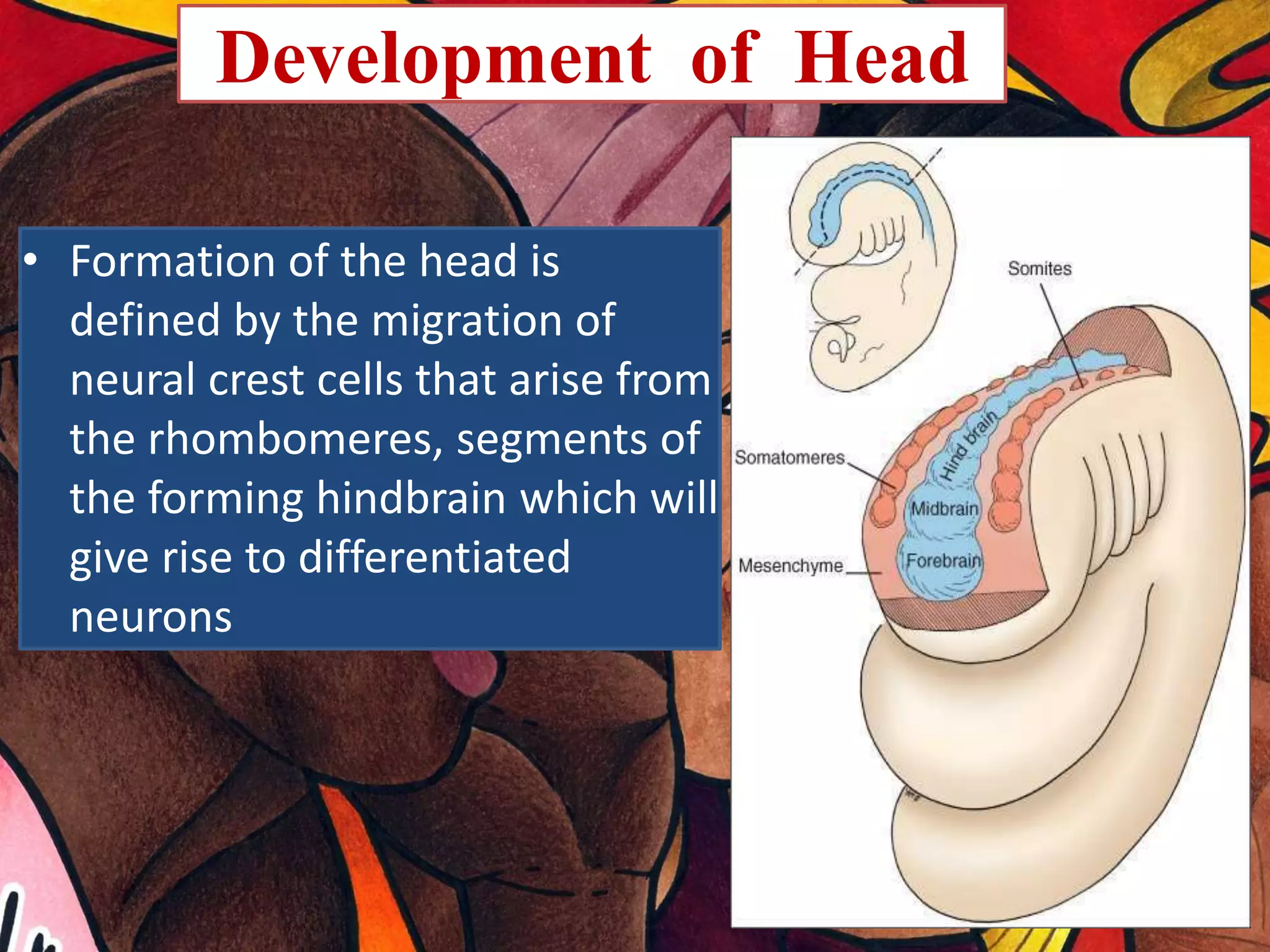 DEVELOPMENT OF FACE | PPTX