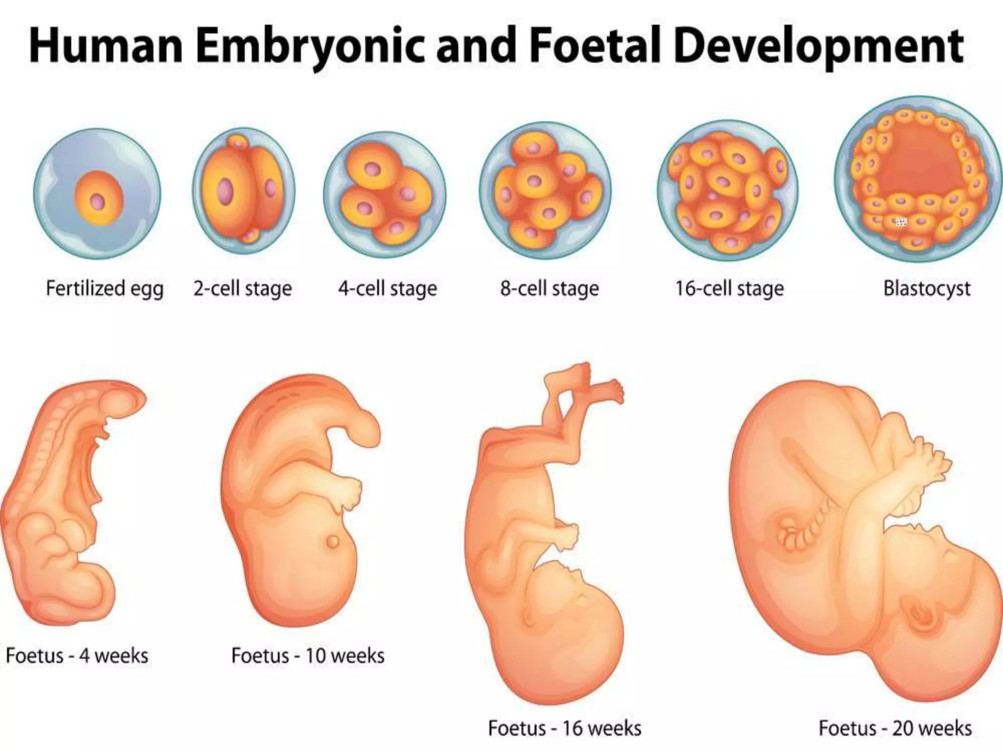 DEVELOPMENT OF FACE | PPTX