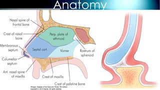 Anatomy
 