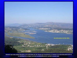 Desembocadura del Río Miño Destacar que estas playas fluviales se ven afectadas por las mareas por encontrarse a sí mismo en la desembocadura del río. La salinidad de sus aguas aumenta considerablemente cuando la marea sube.  