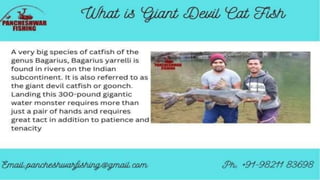 Devil cat fish in india.pptx