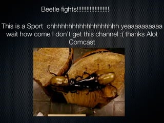 Beetle fights!!!!!!!!!!!!!!!!!!!!

This is a Sport ohhhhhhhhhhhhhhhhhhh yeaaaaaaaaaa
 wait how come I don’t get this channel :( thanks Alot
                      Comcast
 
