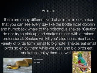 Animals

   there are many different kind of animals in costa rica
 that you can see every day like the bottle nose dolphin
and humpback whale to the poisonous snakes *Caution
  do not try to pick up and snakes unless with a trained
 professional. Snakes will kill you* also coast rica has a
variety of birds form small to big note: snakes eat small
   birds so enjoy them while you can and big birds eat
              snakes so enjoy them as well :P
                    by spiderhunters

                    from flicker
 
