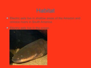 Habitat
 Electric eels live in shallow areas of the Amazon and
orinoco rivers in South America.
 Electric eels live in the ocean.
 