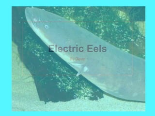 Electric Eels
By Devin
 