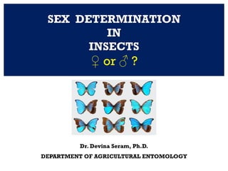 SEX DETERMINATION
IN
INSECTS
♀ or ♂ ?
Dr. Devina Seram, Ph.D.
DEPARTMENT OF AGRICULTURAL ENTOMOLOGY
 