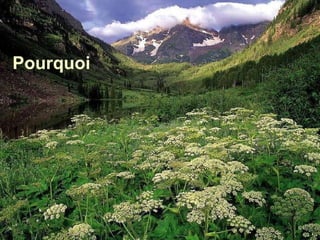 Pourquoi 