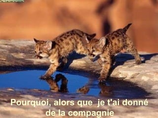 Pourquoi, alors que  je t'ai donné de la compagnie  