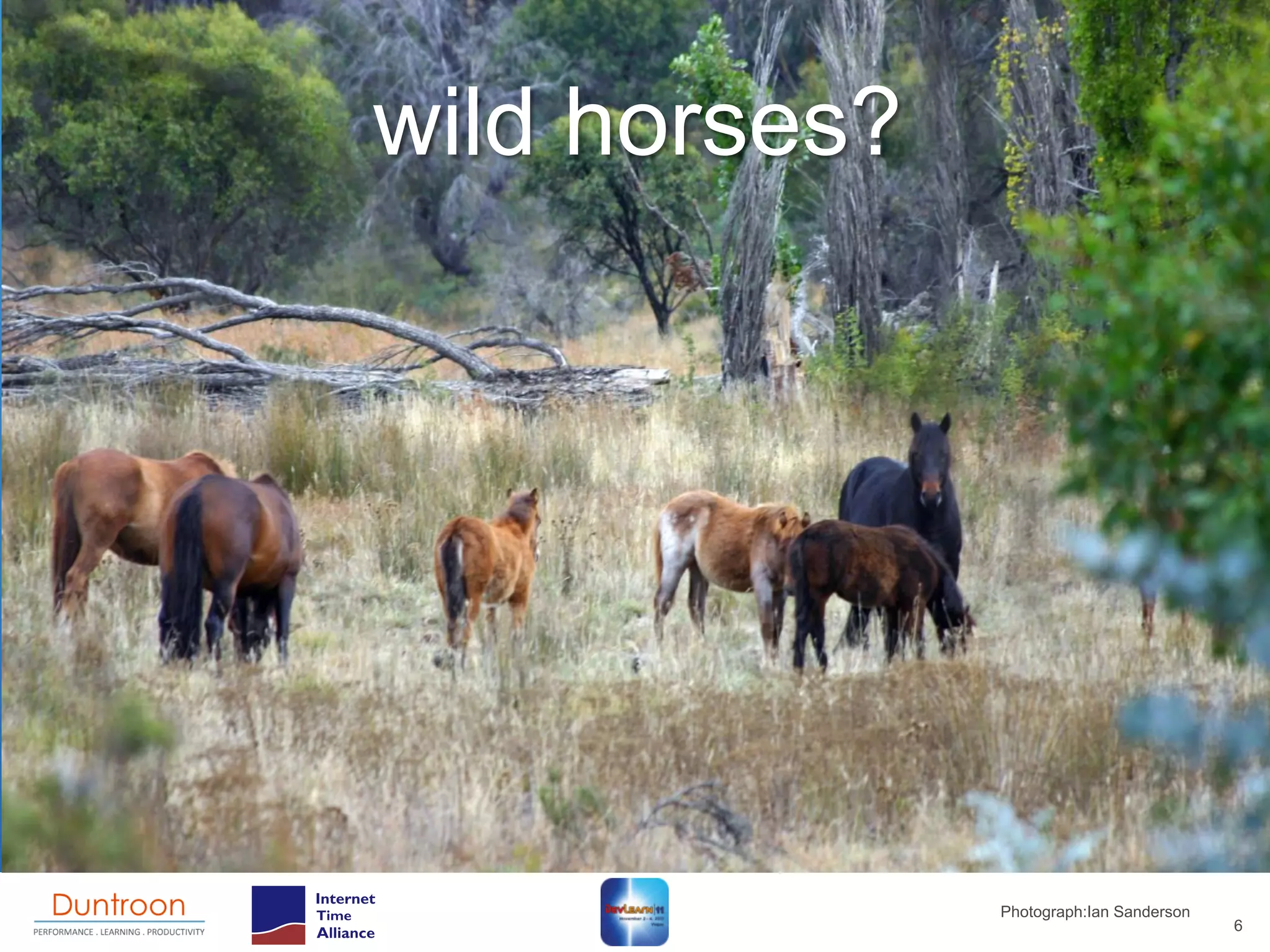wild horses?




               Photograph:Ian Sanderson
                                          6
 