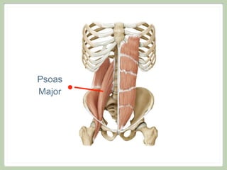 Psoas
Major
 