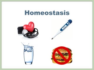 Homeostasis
 