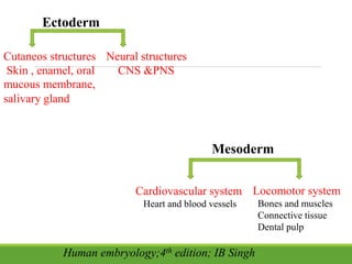 Ectoderm
Cutaneos structures
Skin , enamel, oral
mucous membrane,
salivary gland
Neural structures
CNS &PNS
Mesoderm
Cardiovascular system
Heart and blood vessels
Locomotor system
Bones and muscles
Connective tissue
Dental pulp
Human embryology;4th edition; IB Singh
 