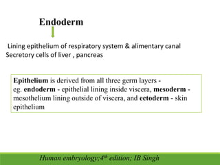 Human embryology;4th edition; IB Singh
Endoderm
Lining epithelium of respiratory system & alimentary canal
Secretory cells of liver , pancreas
Epithelium is derived from all three germ layers -
eg. endoderm - epithelial lining inside viscera, mesoderm -
mesothelium lining outside of viscera, and ectoderm - skin
epithelium
 