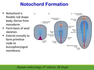 Notochord Formation
 Notochord is
flexible rod shape
body. Derive from
mesoderm.
 Form basis of axial
skeleton.
 Extend cranially to
form primitive
node to
buccopharyngeal
membrane.
Human embryology;4th edition; IB Singh
 