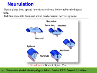 Neurulation
Neural plates bend up and later fuses to form a hollow tube called neural
tube.
It differentiate into brain and spinal cord of crntral nervous systeme
Neural tube – Brain & Spinal Cord
• Colour atlas of clinical embryology – Keith L. Moore, T.V.N. Persaud, 2nd edition.
 