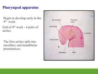 Pharyngeal apparatus
Begin to develop early in the
4th week
End of 4th week - 4 pairs of
arches
The first arches split into
maxillary and mandibular
prominences.
 